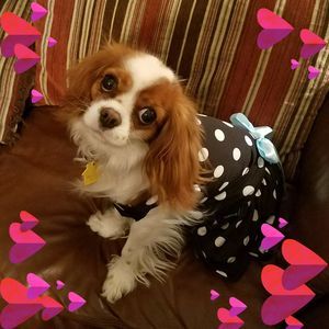 Meet your Posher, Ashley